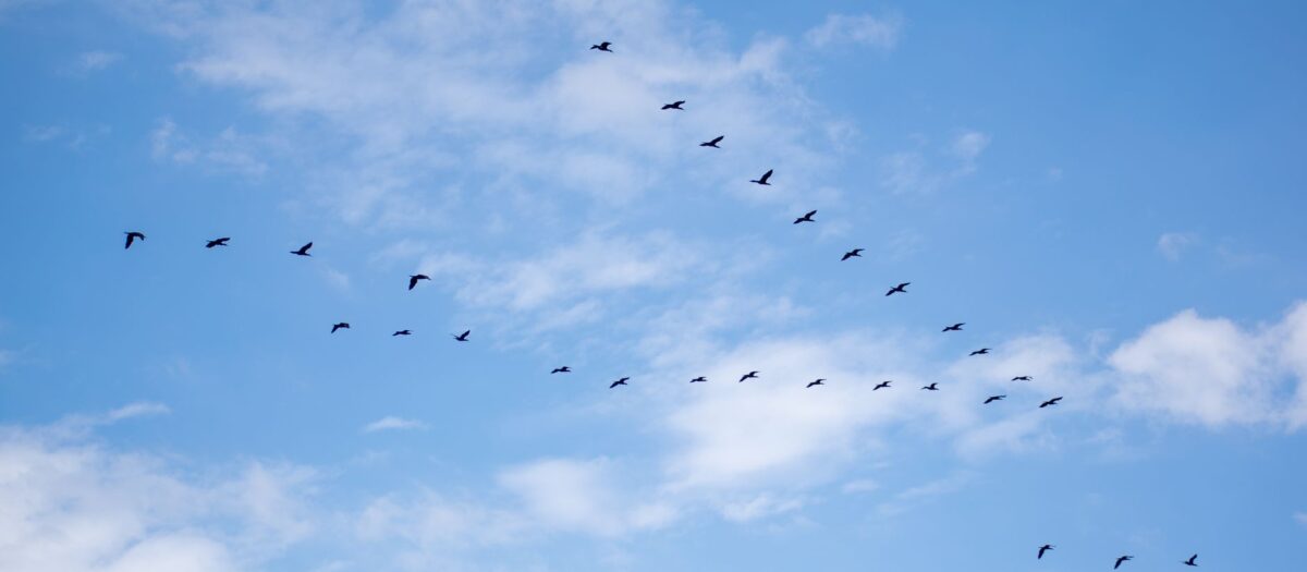 WooCommerce Migration