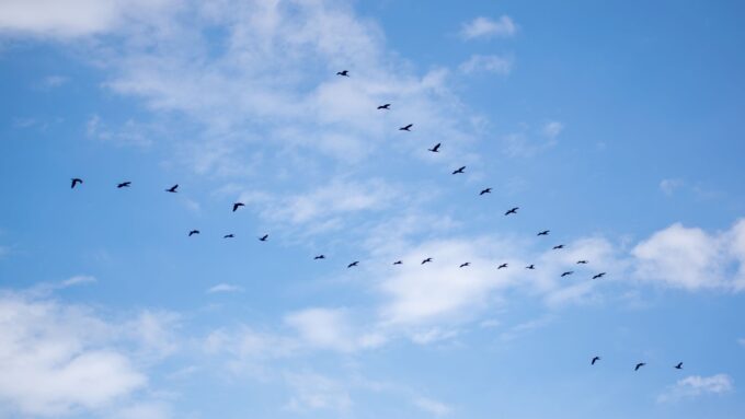 WooCommerce Migration