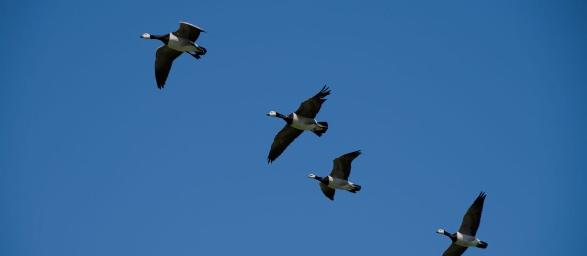 WooCommerce Migration