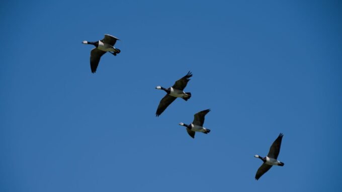WooCommerce Migration